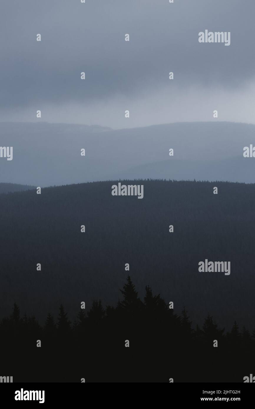 The vertical view of the foggy forest in the mountains of Karpacz Stock ...