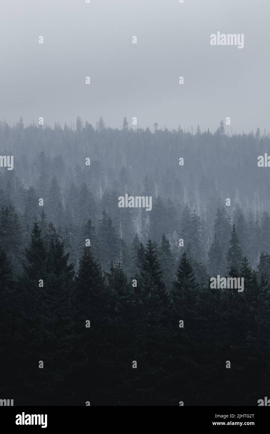 The vertical view of the foggy forest in the mountains of Karpacz Stock ...