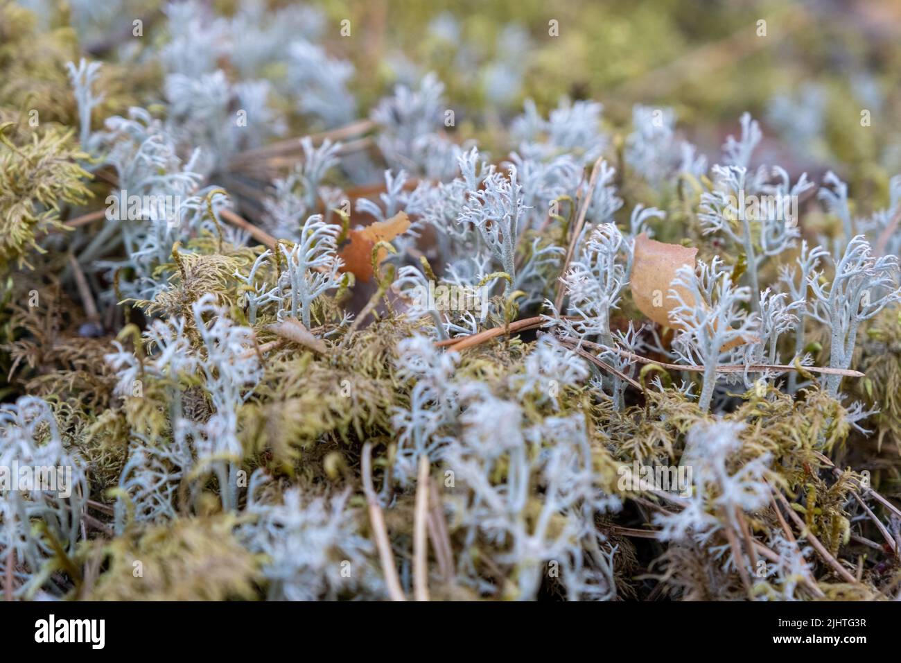 Beautiful gray moss on the floor, moss close-up. Close-up of moss in a pine forest on a cool autumn day. Stock Photo