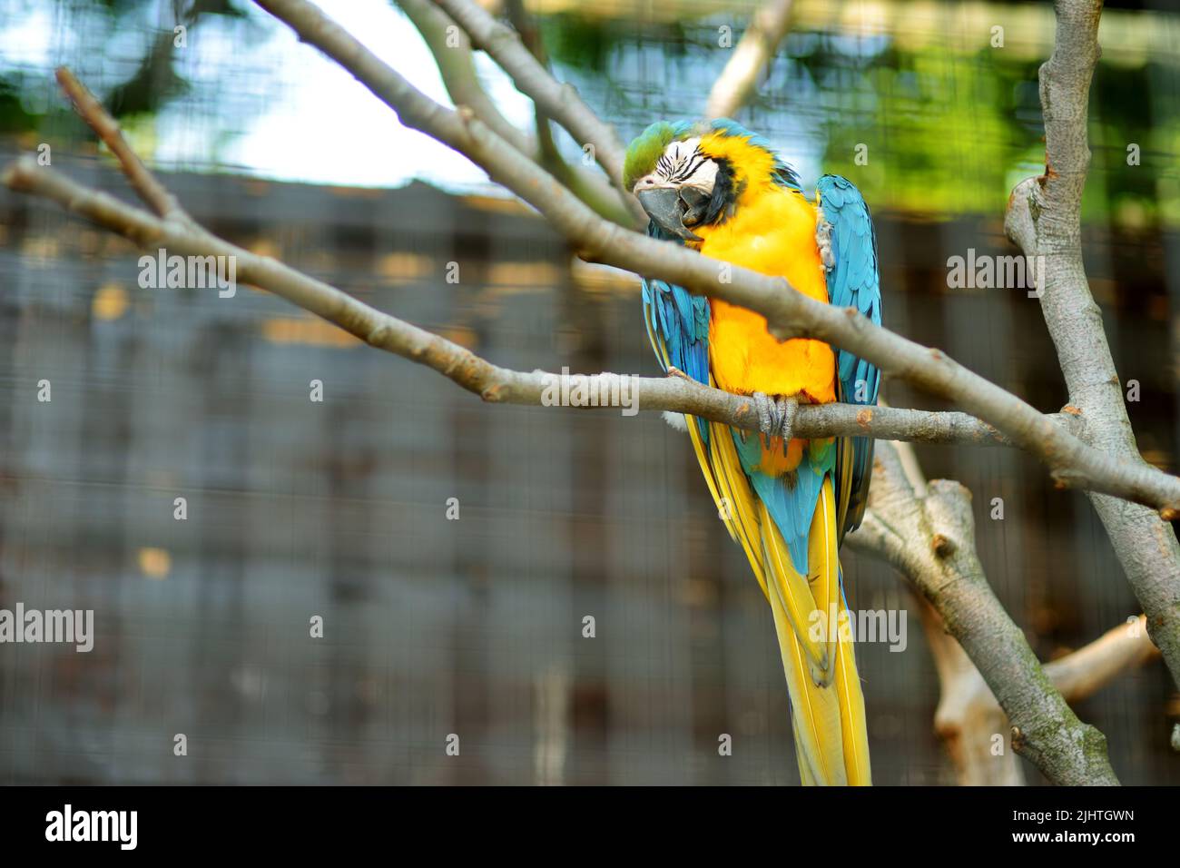 Blue and gold macaw parrot sitting on a branch in a zoo. Stock Photo