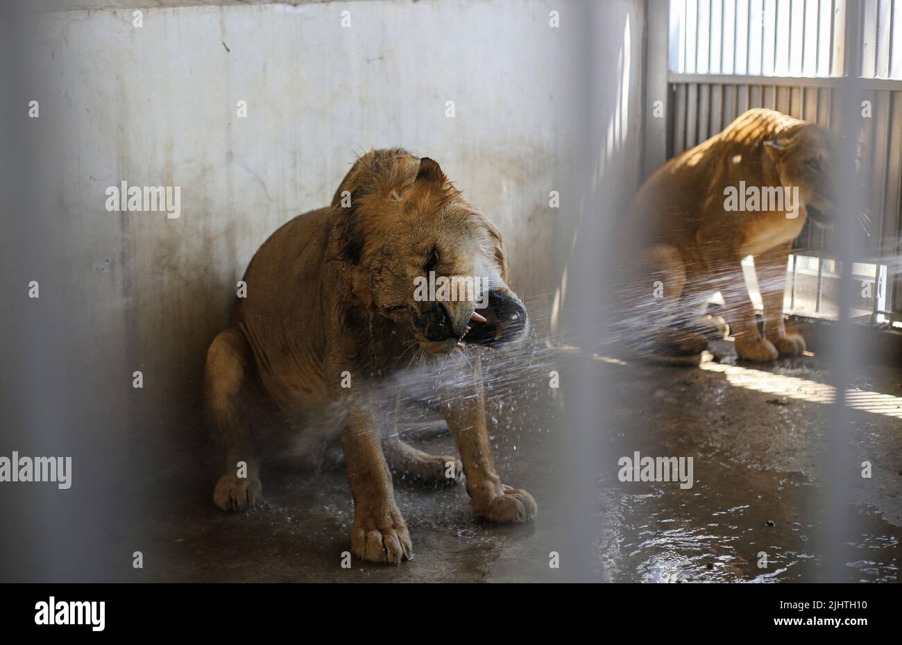 Gaza, Palestine. 20th July, 2022. Lions sprayed by water to cool them