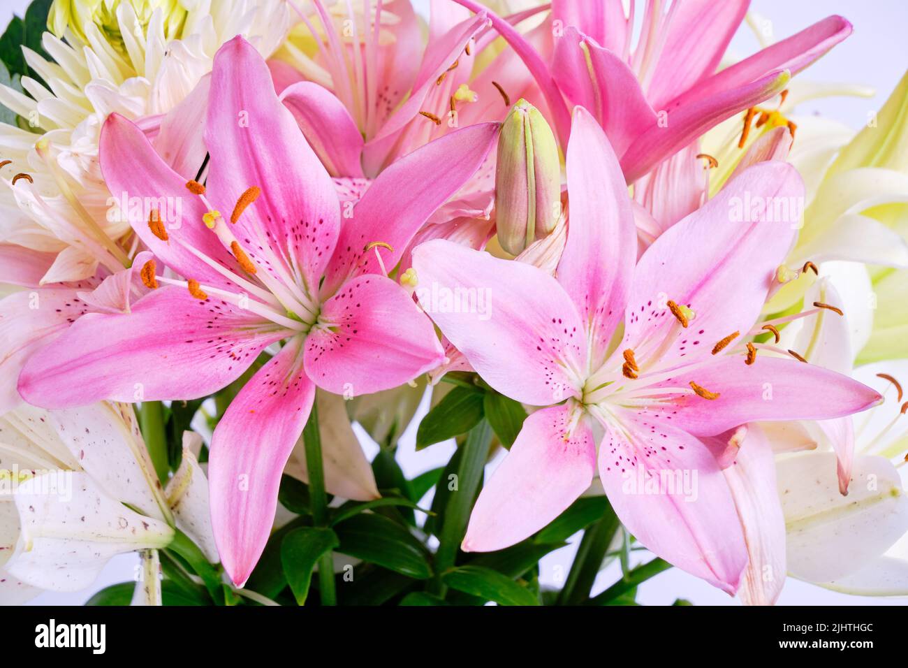 Bouquet of pink and white lilies,close up Stock Photo - Alamy