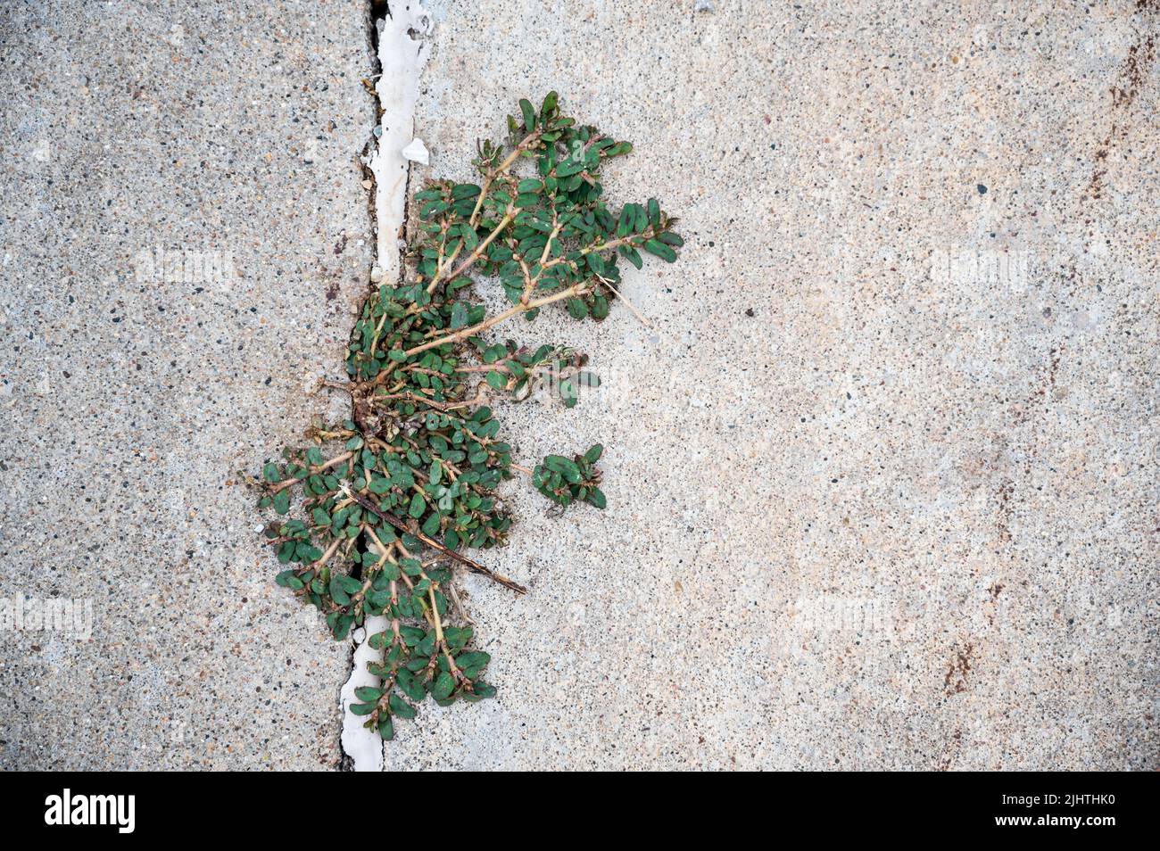 Purslane weed growing through a crack and joint between two concrete