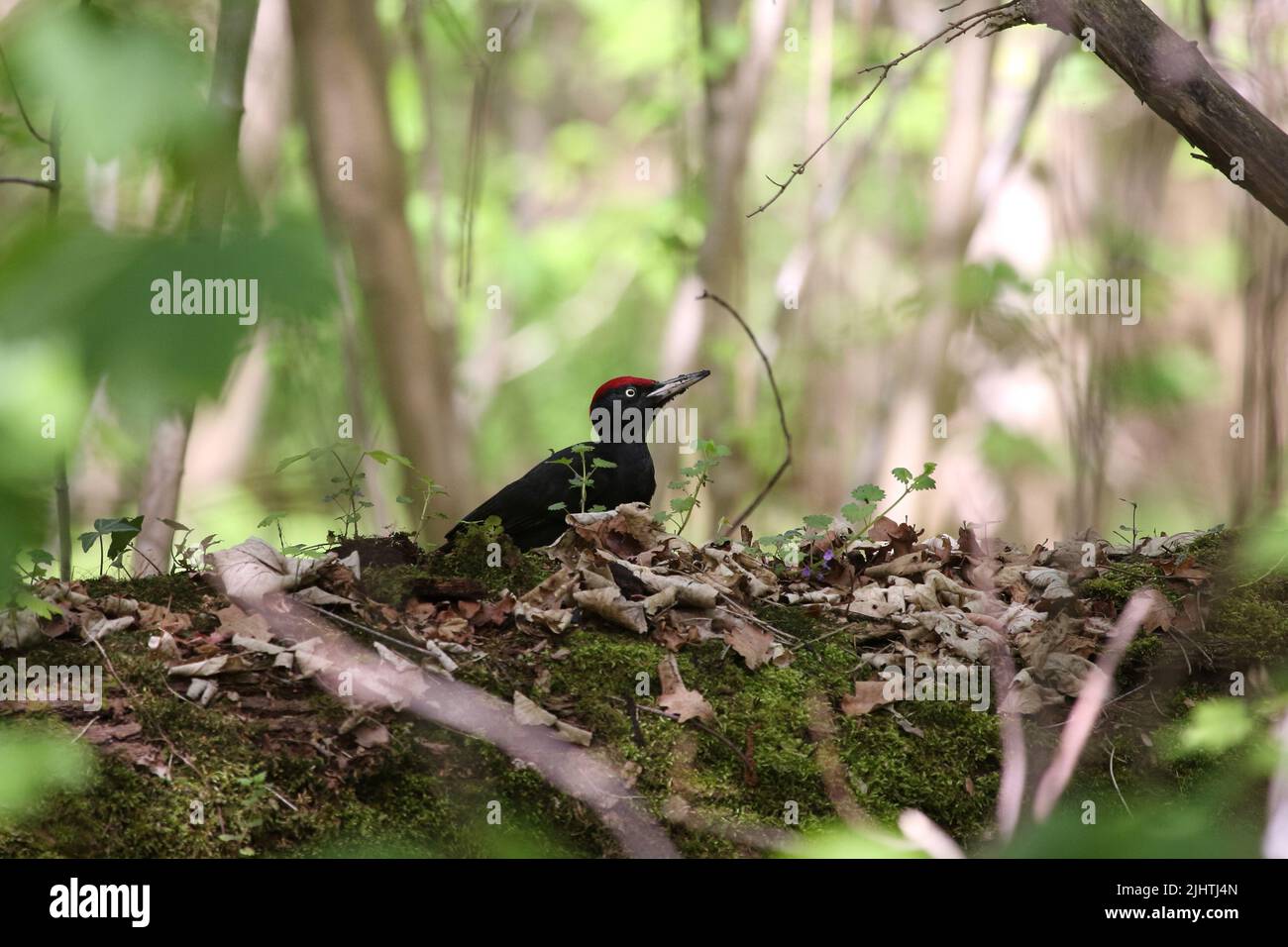 black woodpecker searching for food on the ground Stock Photo - Alamy