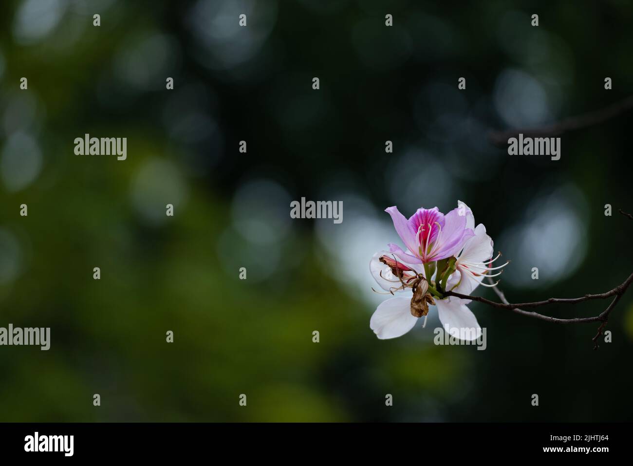 Flowers of Nan province and Tak province , Thailand Stock Photo