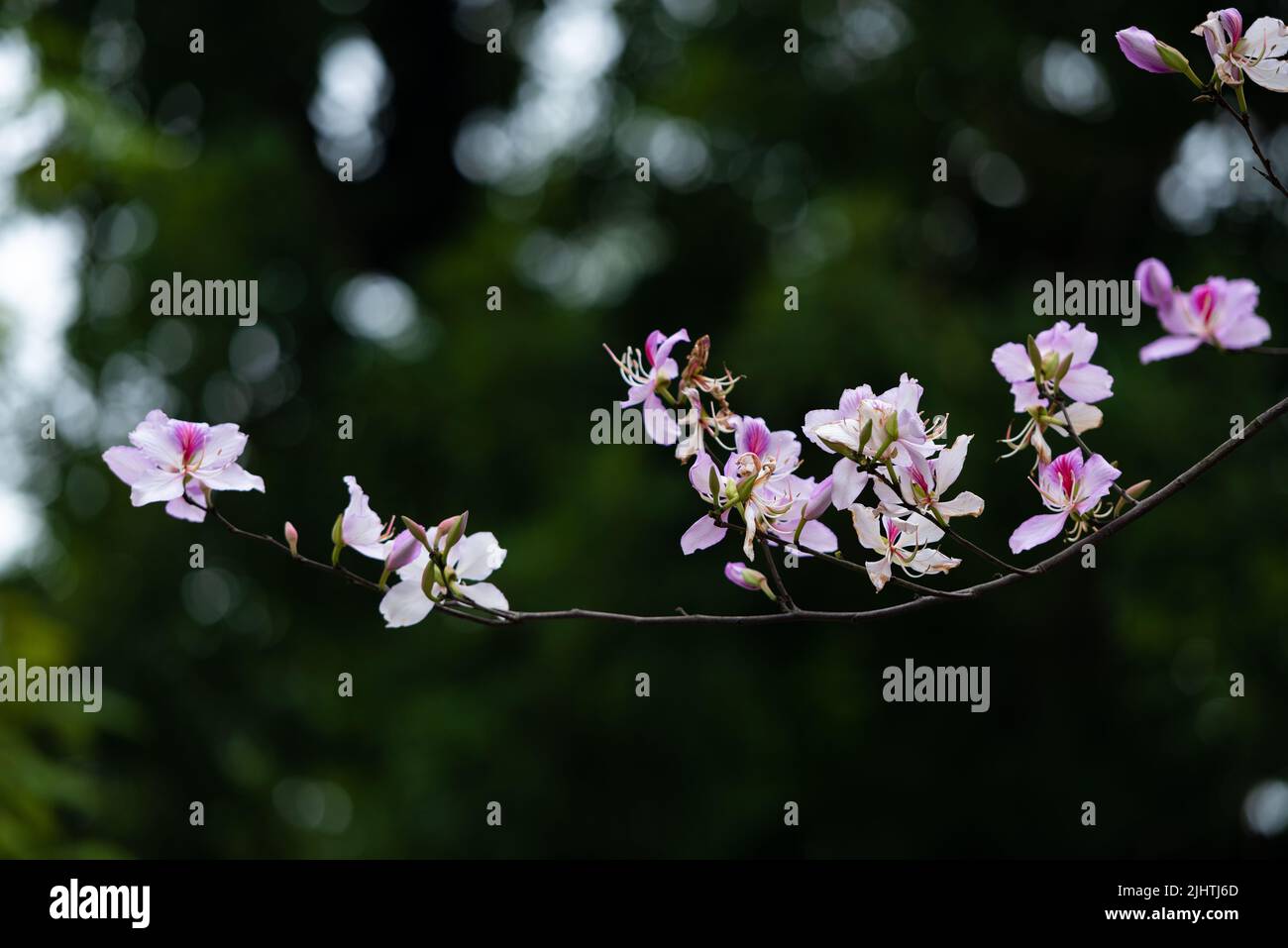 Flowers of Nan province and Tak province , Thailand Stock Photo