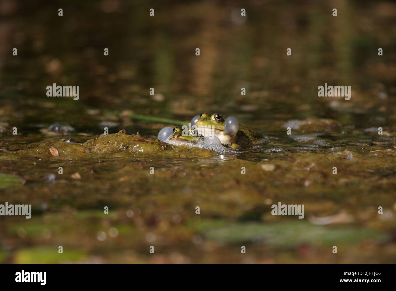 Two frogs fighting in a pond Stock Photo Alamy
