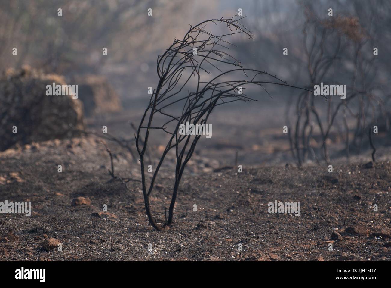 Manresa, Spain. 18th July, 2022. On 18 July in Manresa a fire caused by an electrocuted bird burnt 1700 hectares. (Photo by Maria Ximena Borrazas/Sipa USA) Credit: Sipa USA/Alamy Live News Stock Photo