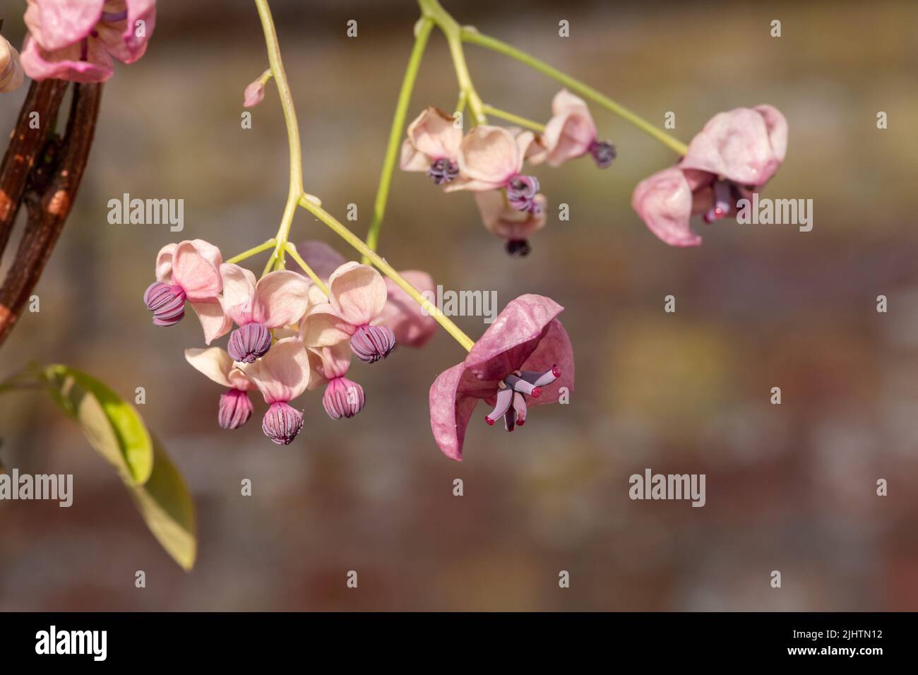 Close up of flowers on a chocolate vine (akebia quinata) plant Stock ...