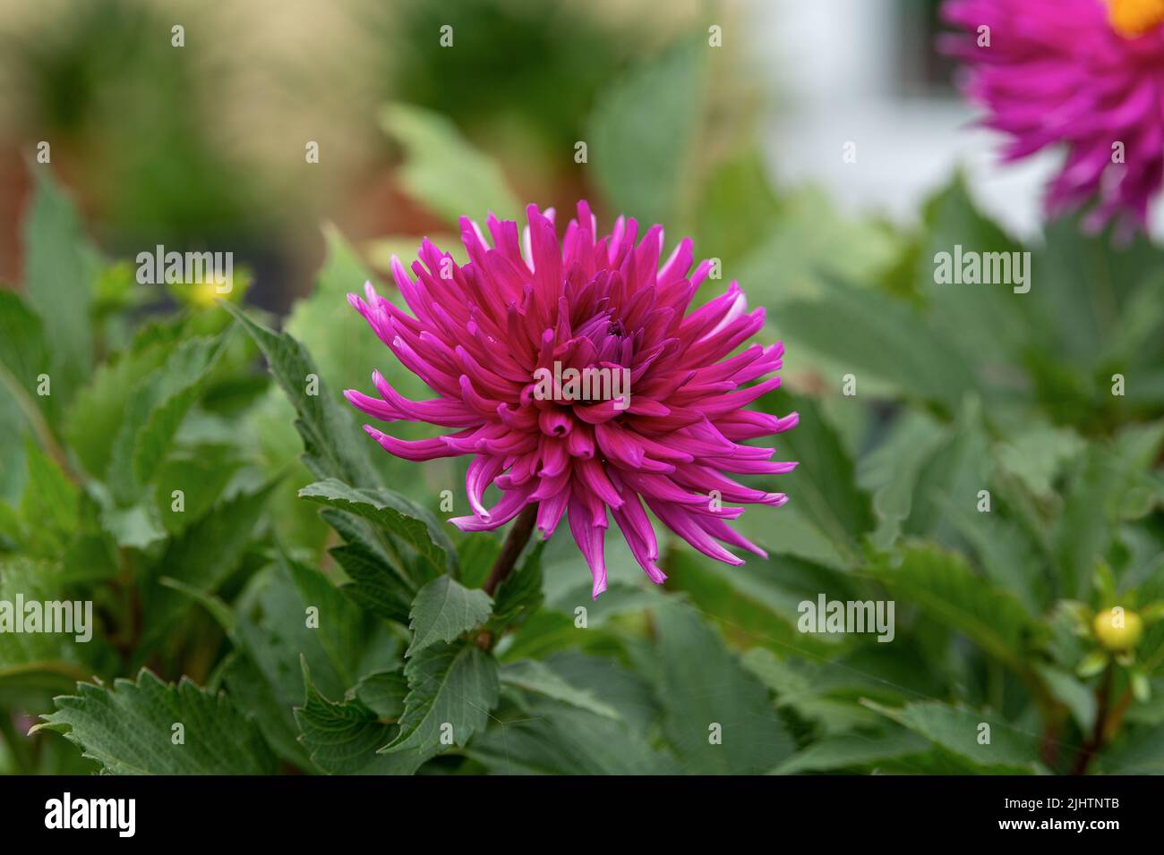Bushy dahlia blooms hi-res stock photography and images - Alamy