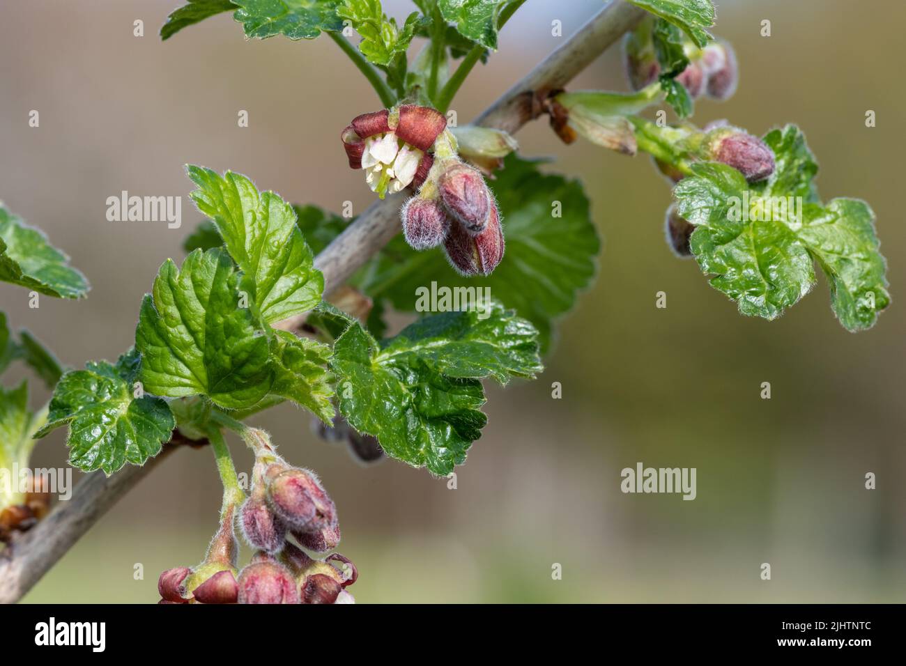 Close up of blossom on a European gooseberry (ribes uva-crispa) bush Stock Photo