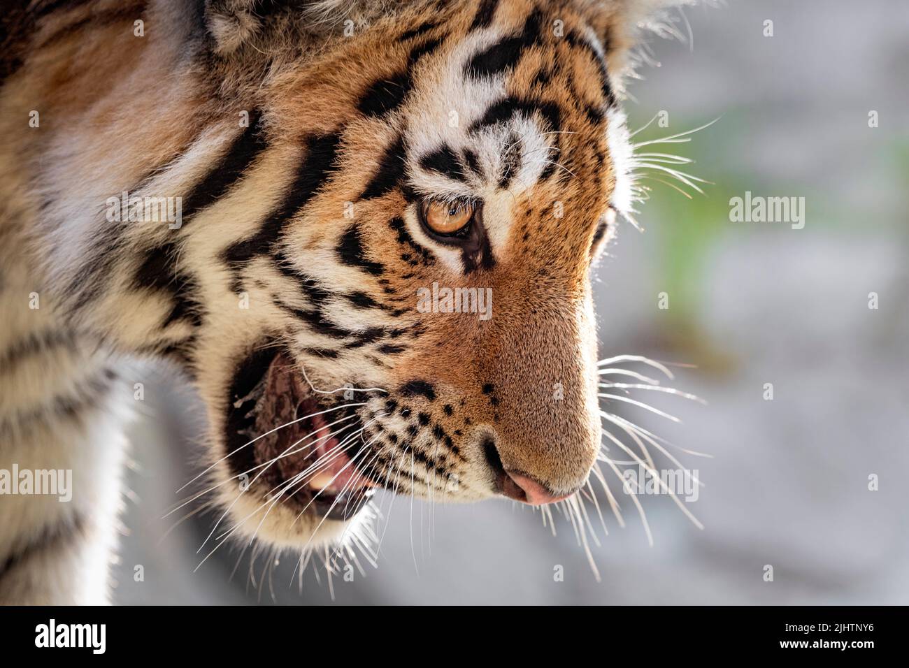 Male Amur tiger cub Stock Photo