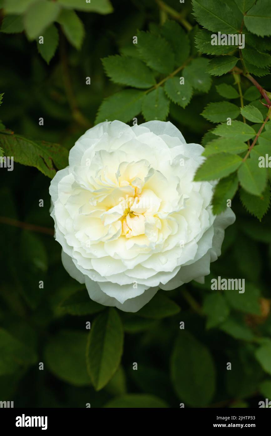 Close up of a single beautiful white / cream rose flowering in a garden in the UK Stock Photo