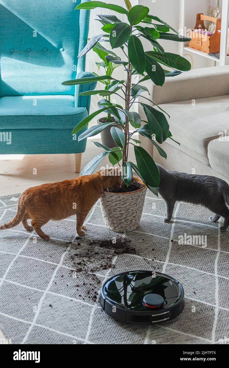 Robotic vacuum cleaner cleaning dirty carpet and cat home next to plant