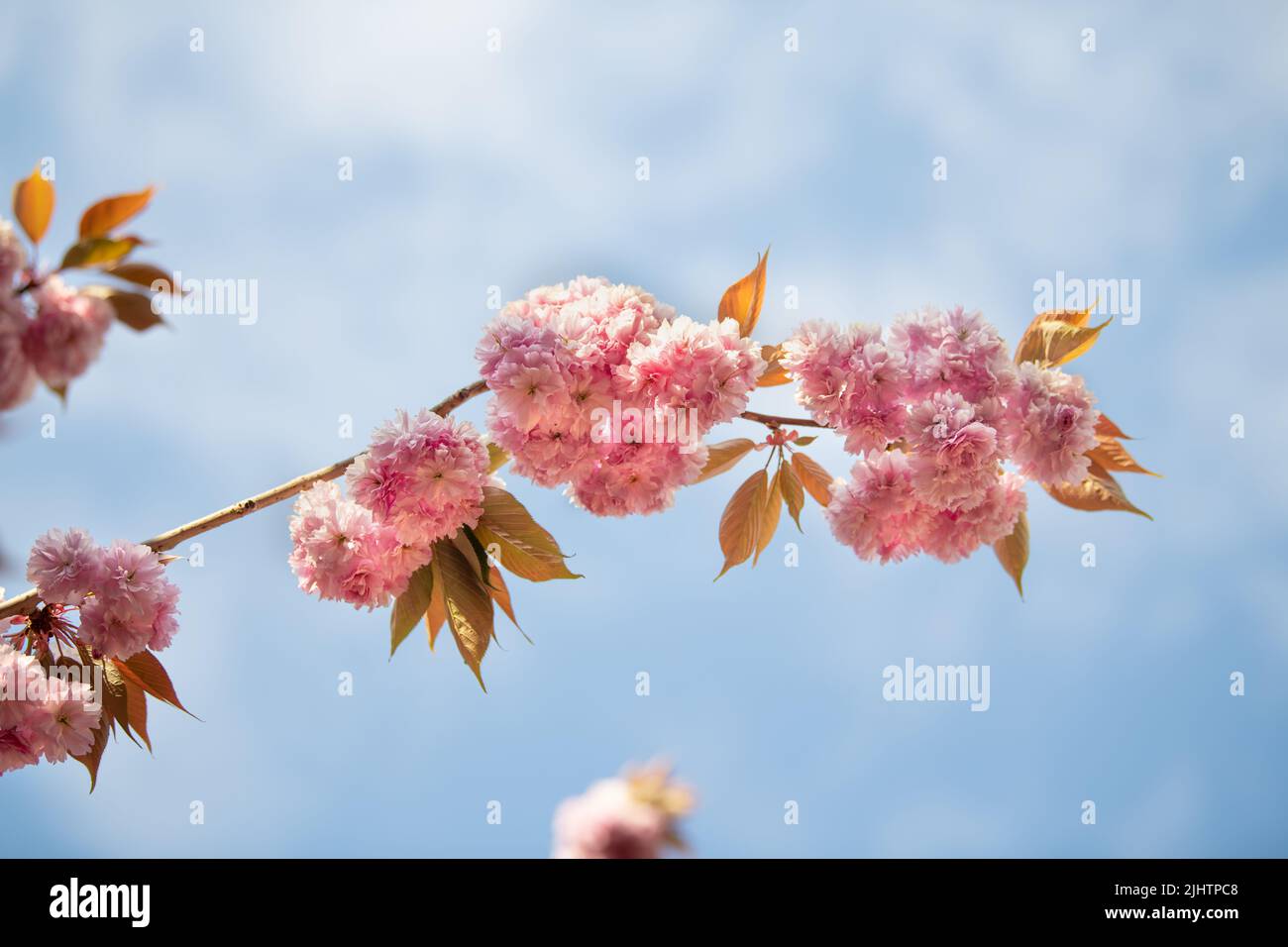 Spring pink cherry blossoms Sakura Stock Photo - Alamy