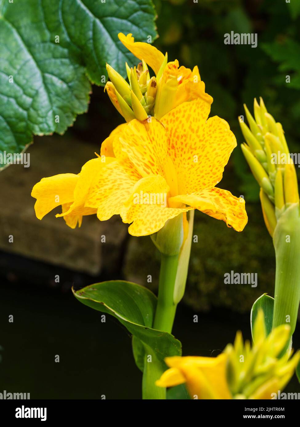 Red spotted yellow flowers of the Happy series Canna 'Emily' growing as a half hardy marginal aquatic in a small UK garden pond Stock Photo