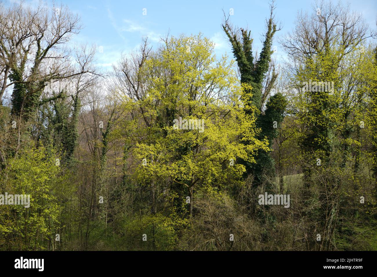 The trees in a forest on a summer day Stock Photo - Alamy
