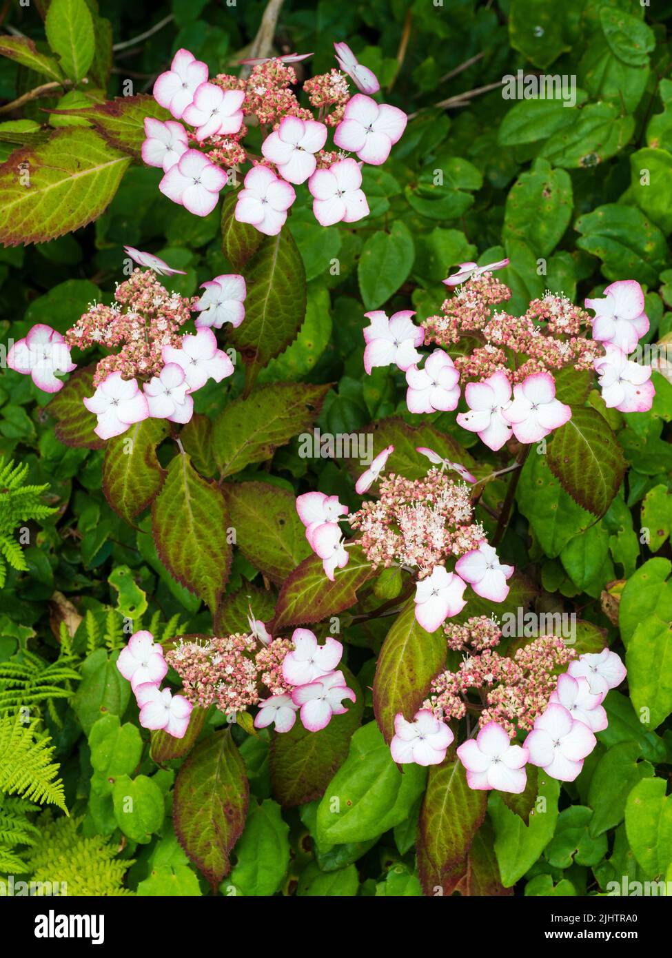 Pink picotee white lacecap flowers of the hardy mountain hydrangea shrub, Hydrangea serrata 'Kiyosumi' Stock Photo