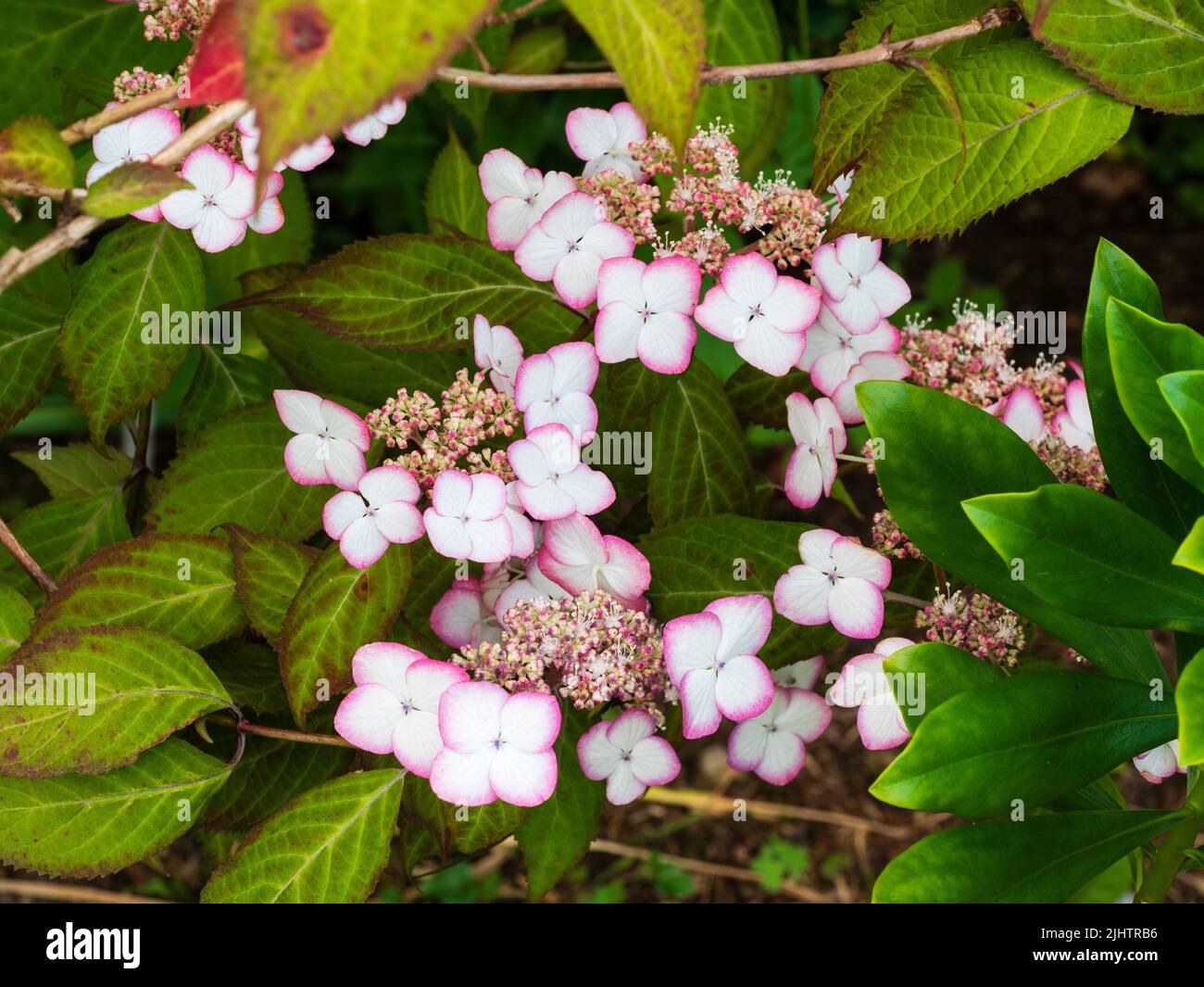Pink picotee white lacecap flowers of the hardy mountain hydrangea shrub, Hydrangea serrata 'Kiyosumi' Stock Photo