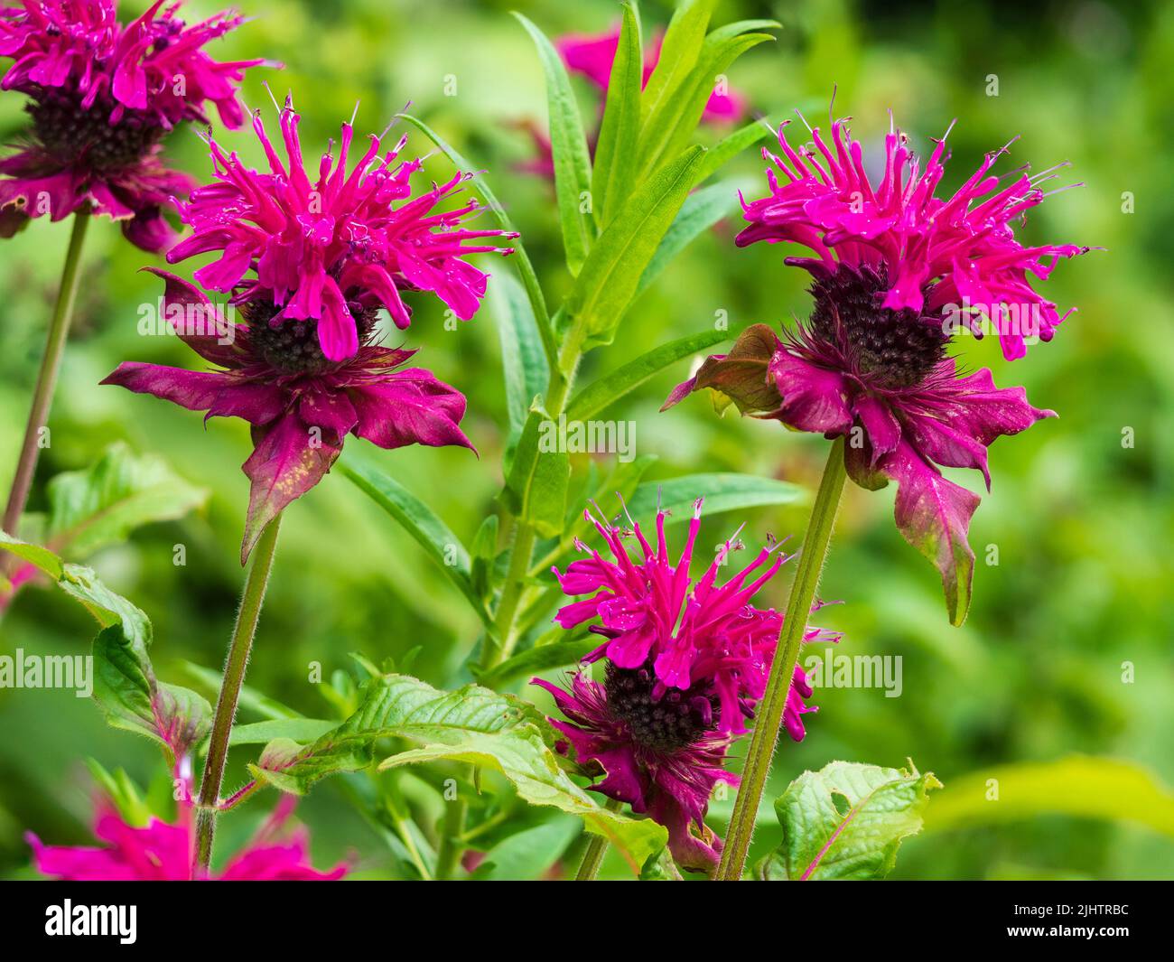 Red pink flowers in the heads of the summer blooming perennial bee balm, Monarda 'Loddon Crown' Stock Photo