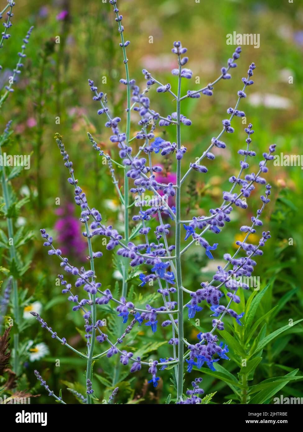 Airy panicle of the hardy, perennial, blue flowered Russian sage, Perovskia atriplicifolia 'Blue Spire' Stock Photo
