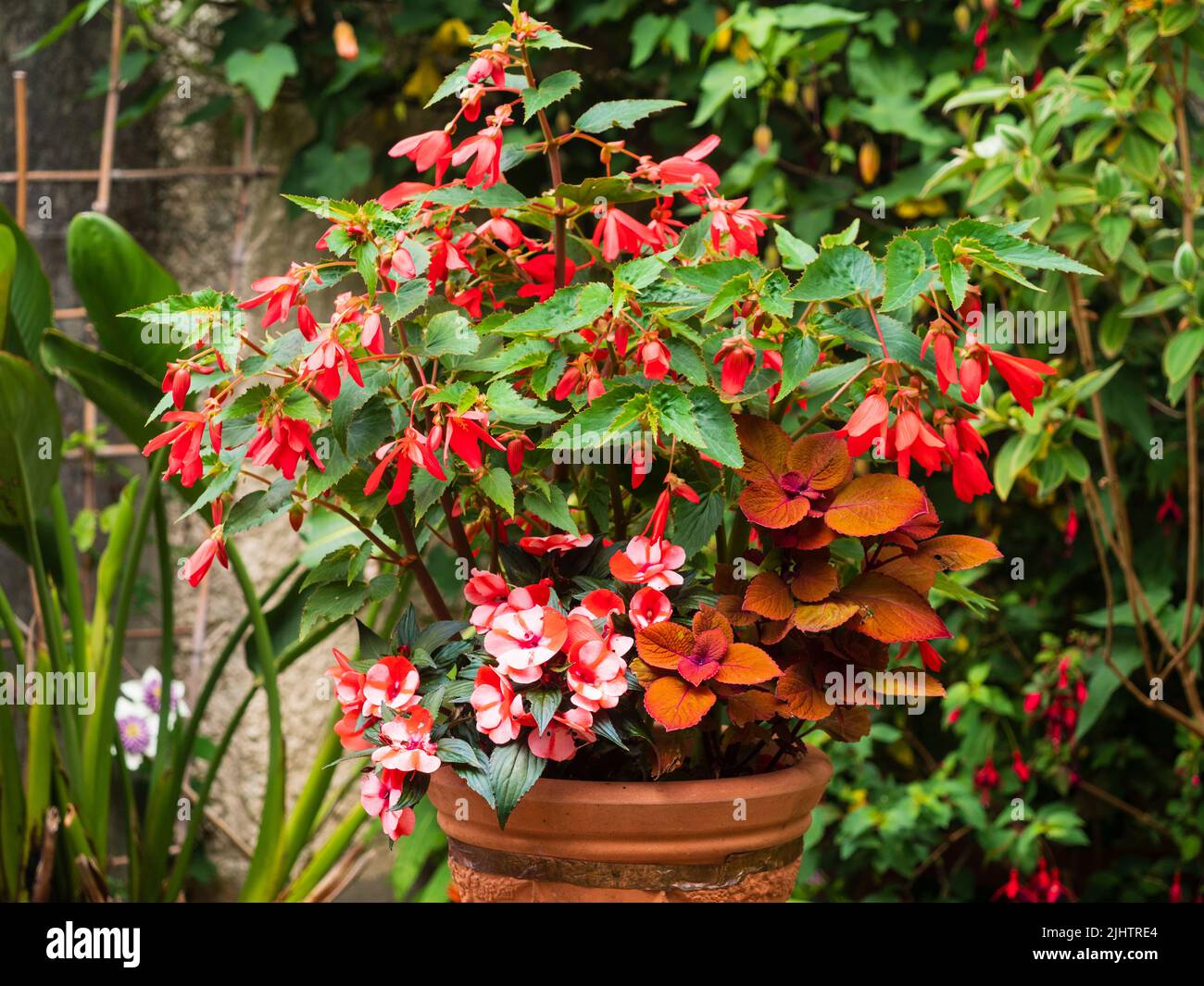 Red themed summer container with a mix of Begonia boliviensis 'Bonaparte', Impatiens hawkeri 'Paradise Strawberry Bicolor', and Solenostemon 'Caraway' Stock Photo