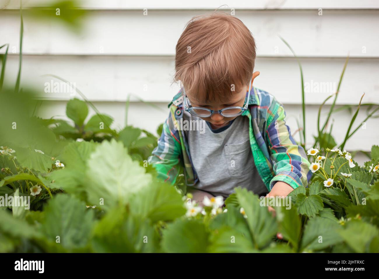 Child gardening in strawberry plant garden in the backyard Stock Photo ...