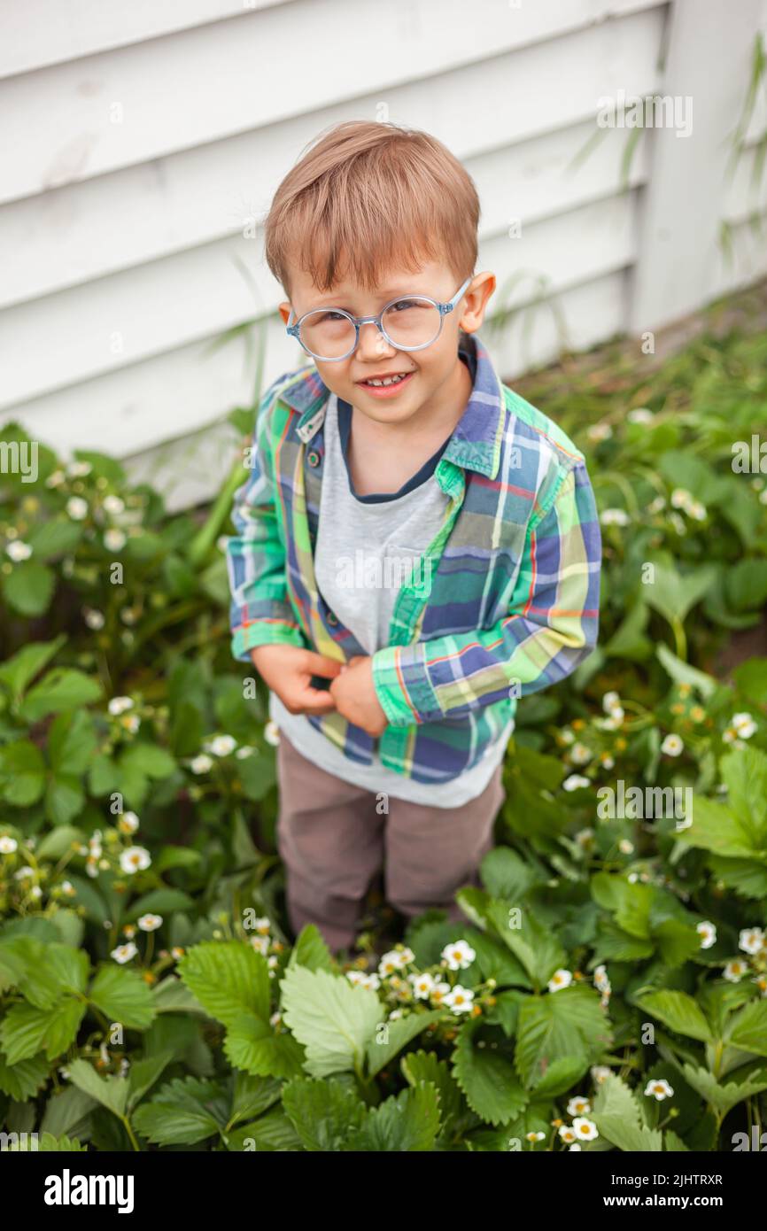 Child gardening in strawberry plant garden in the backyard Stock Photo ...