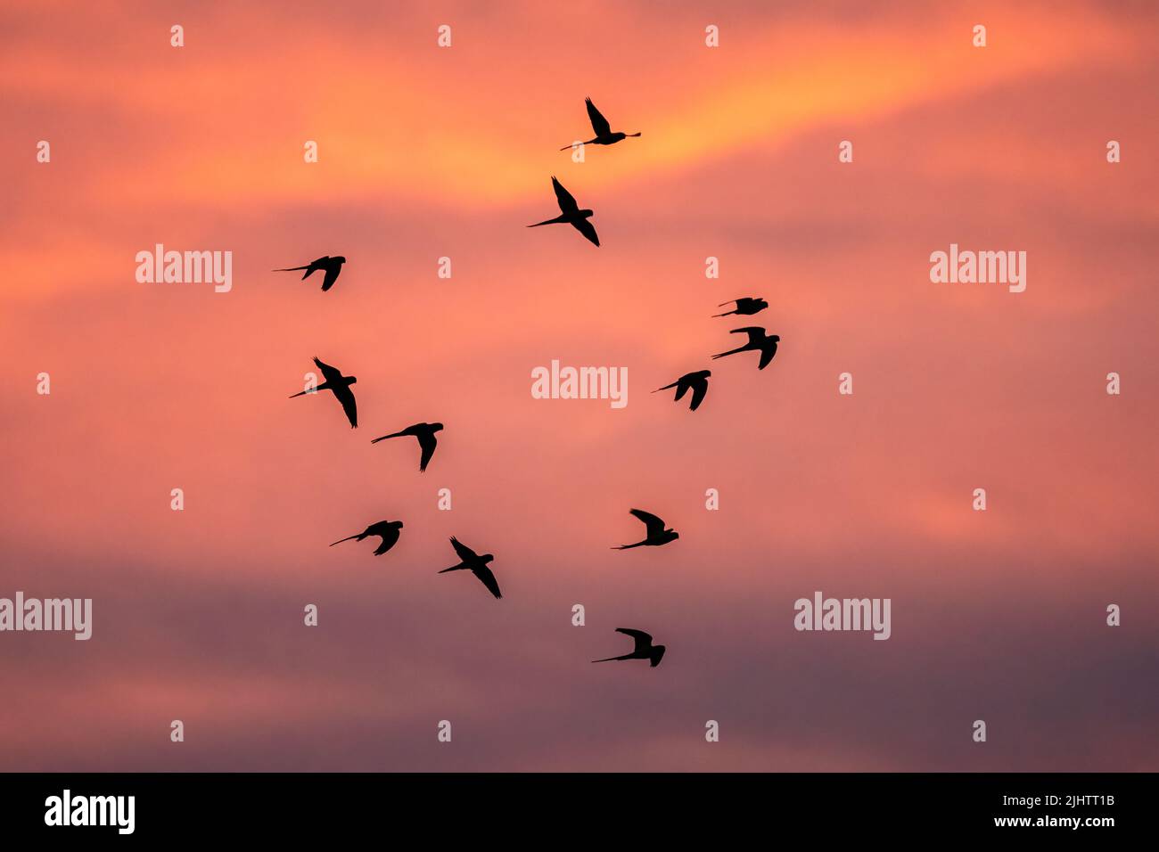 Parakeets at sunset in Beddington Park, Sutton, London. Stock Photo
