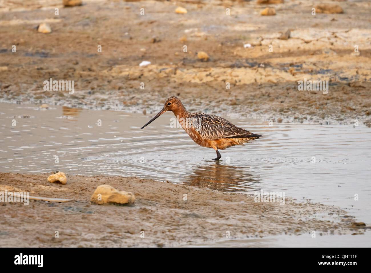 A bar-tailed godwit (Limosa lapponica) in the Beddington Farmlands nature reserve in Sutton, London. Stock Photo