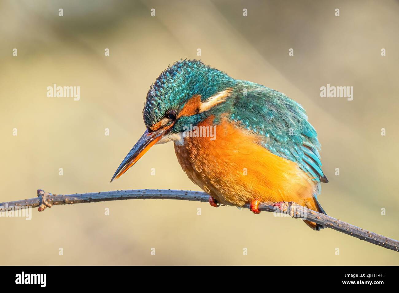 A female common kingfisher (Alcedo atthis) hunting in Beddington Park, Sutton, London. Stock Photo