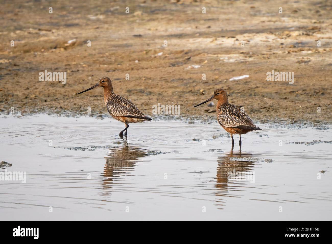 A pair of bar-tailed godwits (Limosa lapponica) in the Beddington Farmlands nature reserve in Sutton, London. Stock Photo