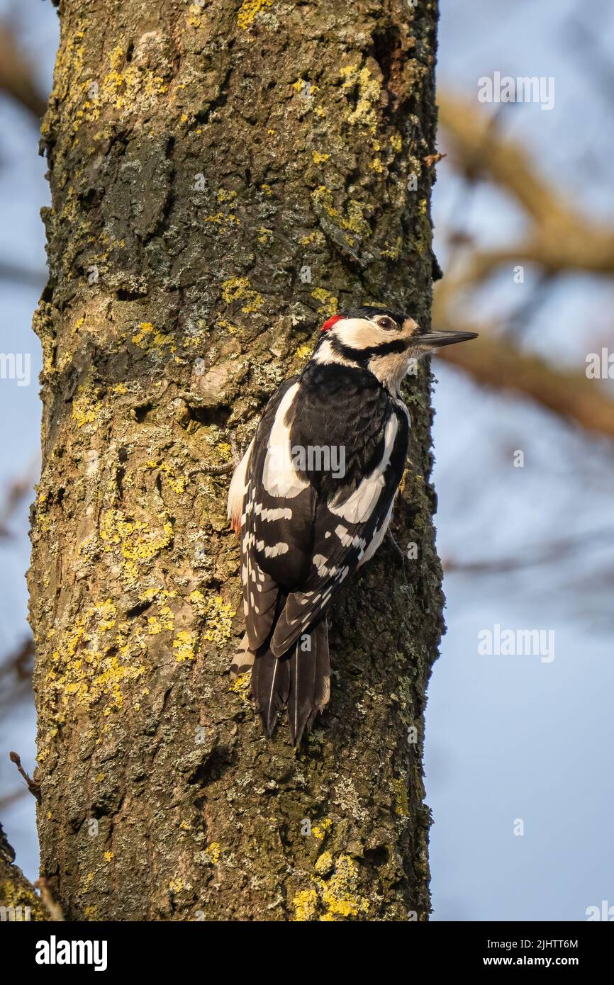 A male great spotted woodpecker (Dendrocopos major) in the Beddington Farmlands nature reserve in Sutton, London. Stock Photo