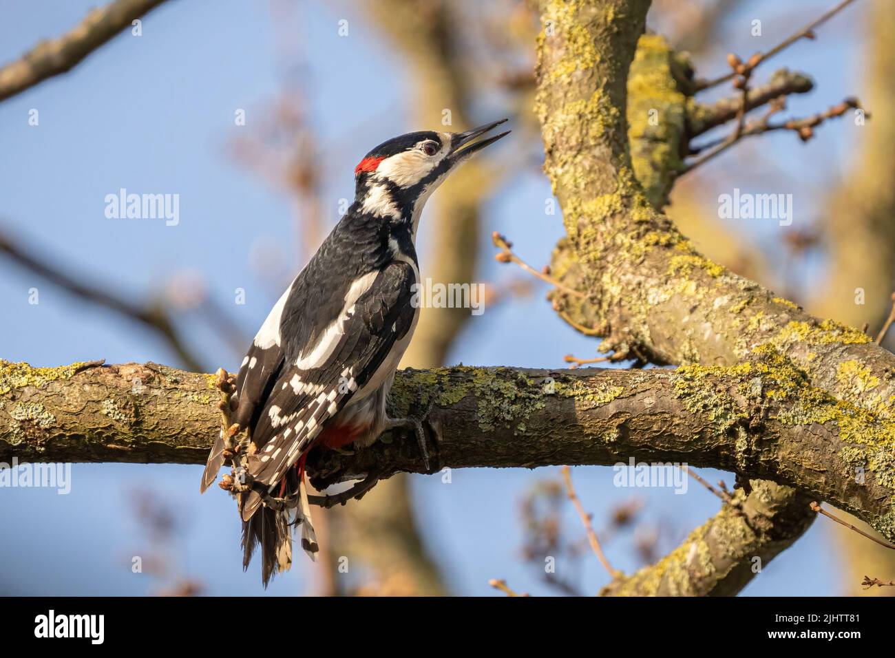 A pair of male great spotted woodpeckers (Dendrocopos major) fighting in the Beddington Farmlands nature reserve in Sutton, London. Stock Photo