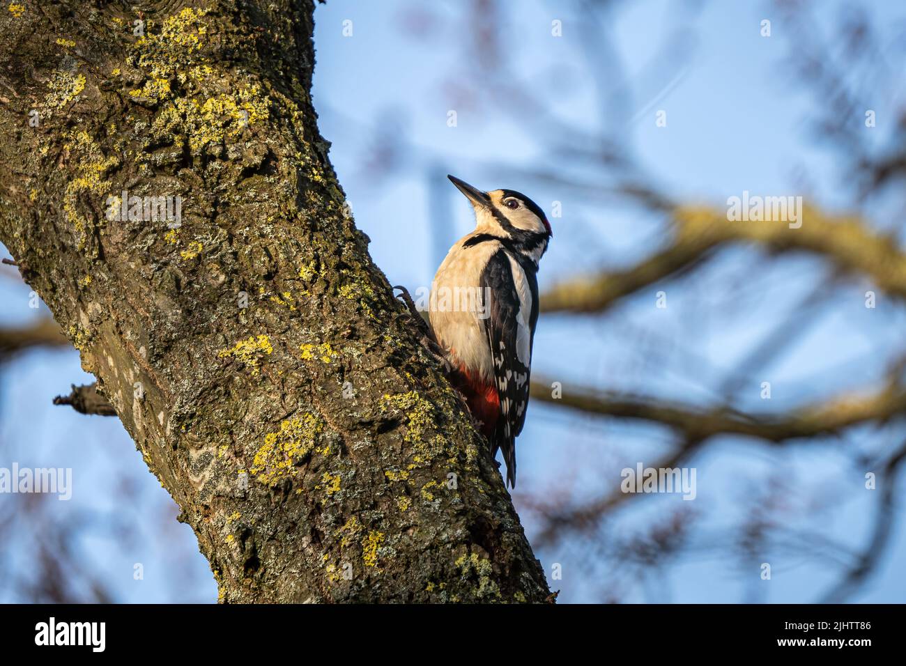 A male great spotted woodpecker (Dendrocopos major) in the Beddington Farmlands nature reserve in Sutton, London. Stock Photo