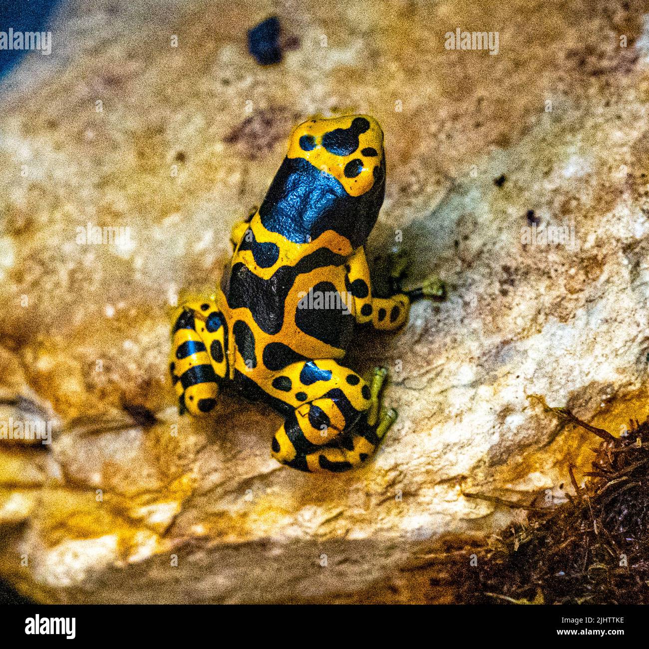 Yellow-banded poison dart frog or yellow-headed poison dart frog (Dendrobates leucomelas). Tropical frog living in South America. Stock Photo