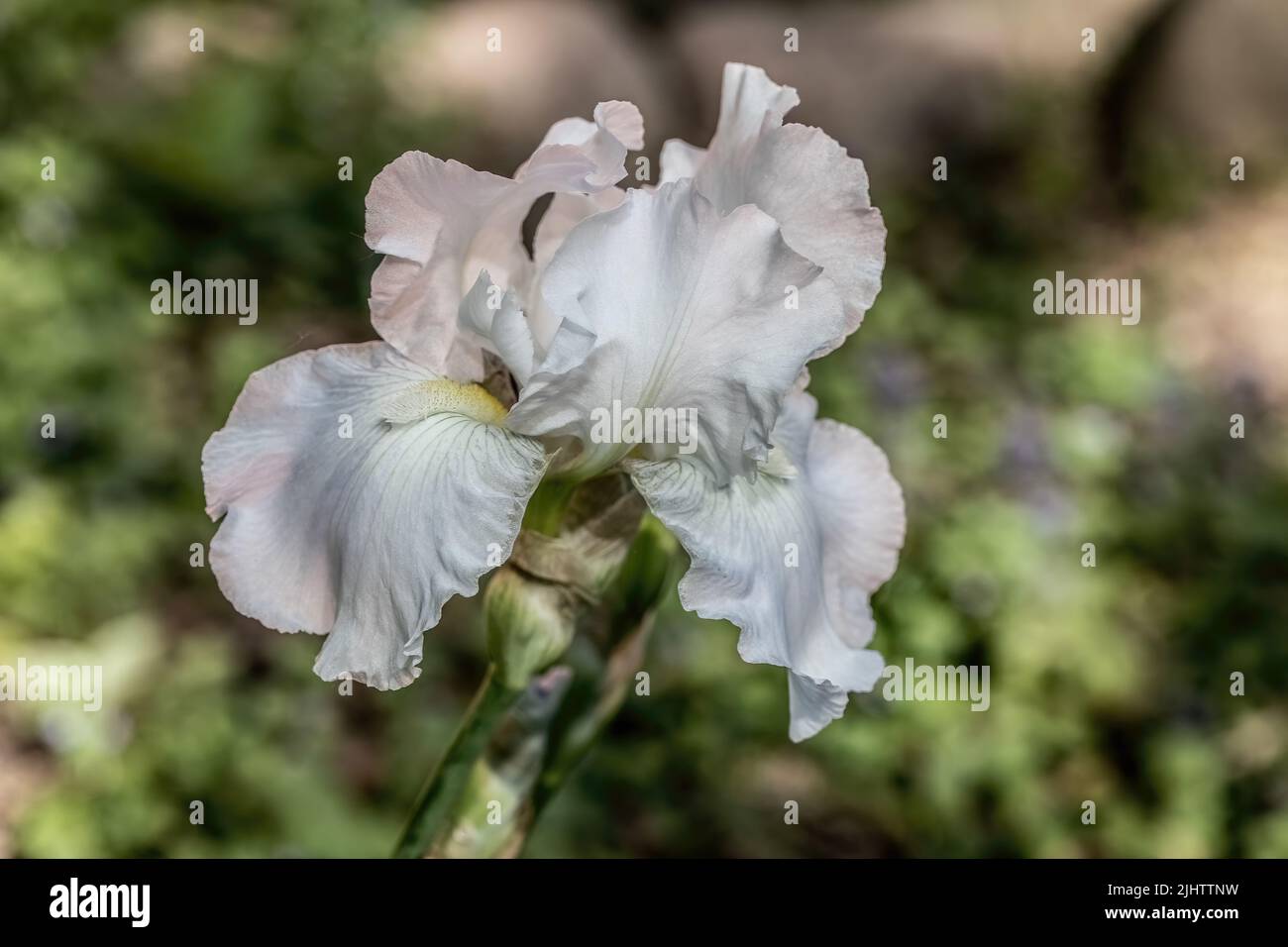 Beautiful white iris in a spring garden in St. Croix Falls, Wisconsin USA. Stock Photo