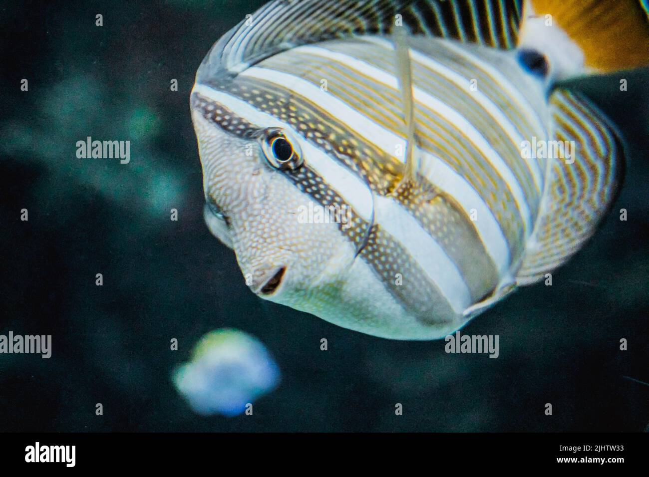Underwater cute tropical fish looking at camera, Curious colorful tropical fish with black background. Coral reef fish head detail with face looking i Stock Photo