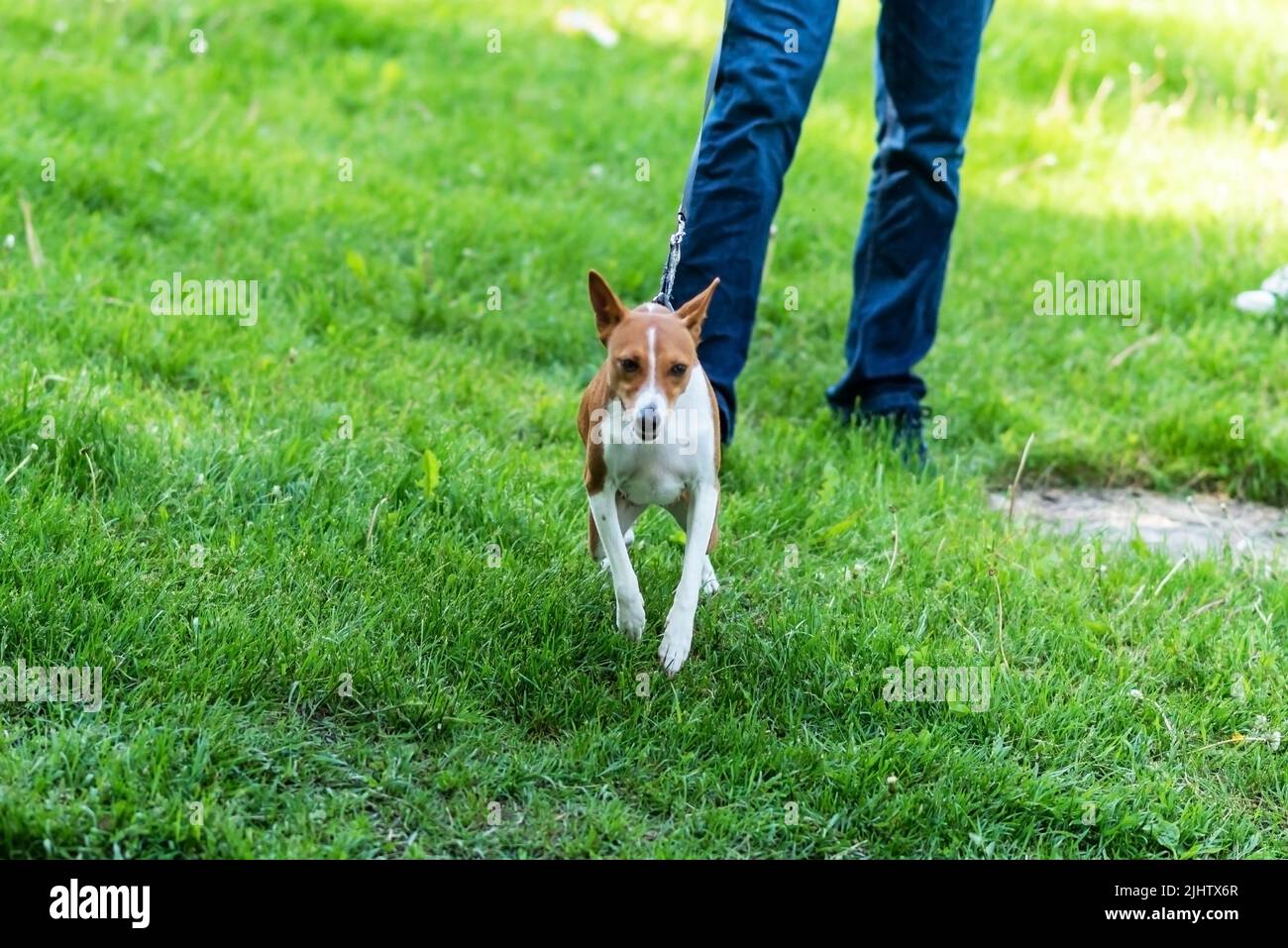 Basenji dog, on the grass, in a collar and with a leash. High quality photo Stock Photo