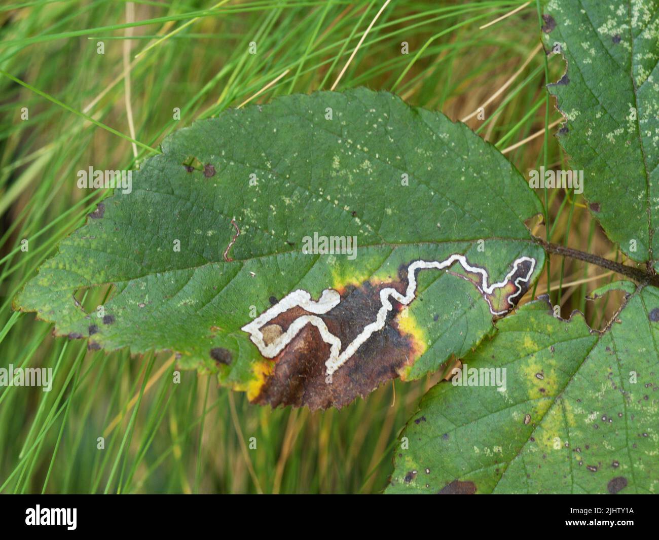 Leaf miner trace in leaf. Stock Photo