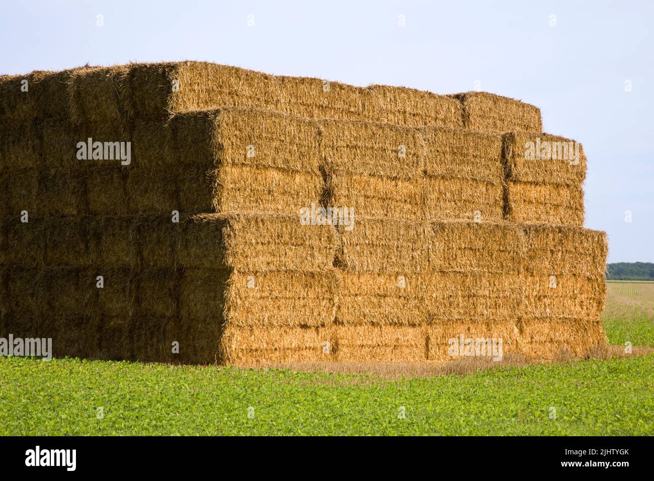 Stack of Rectangular Hay Bales of dry straw in a field outdoors. Stock Photo