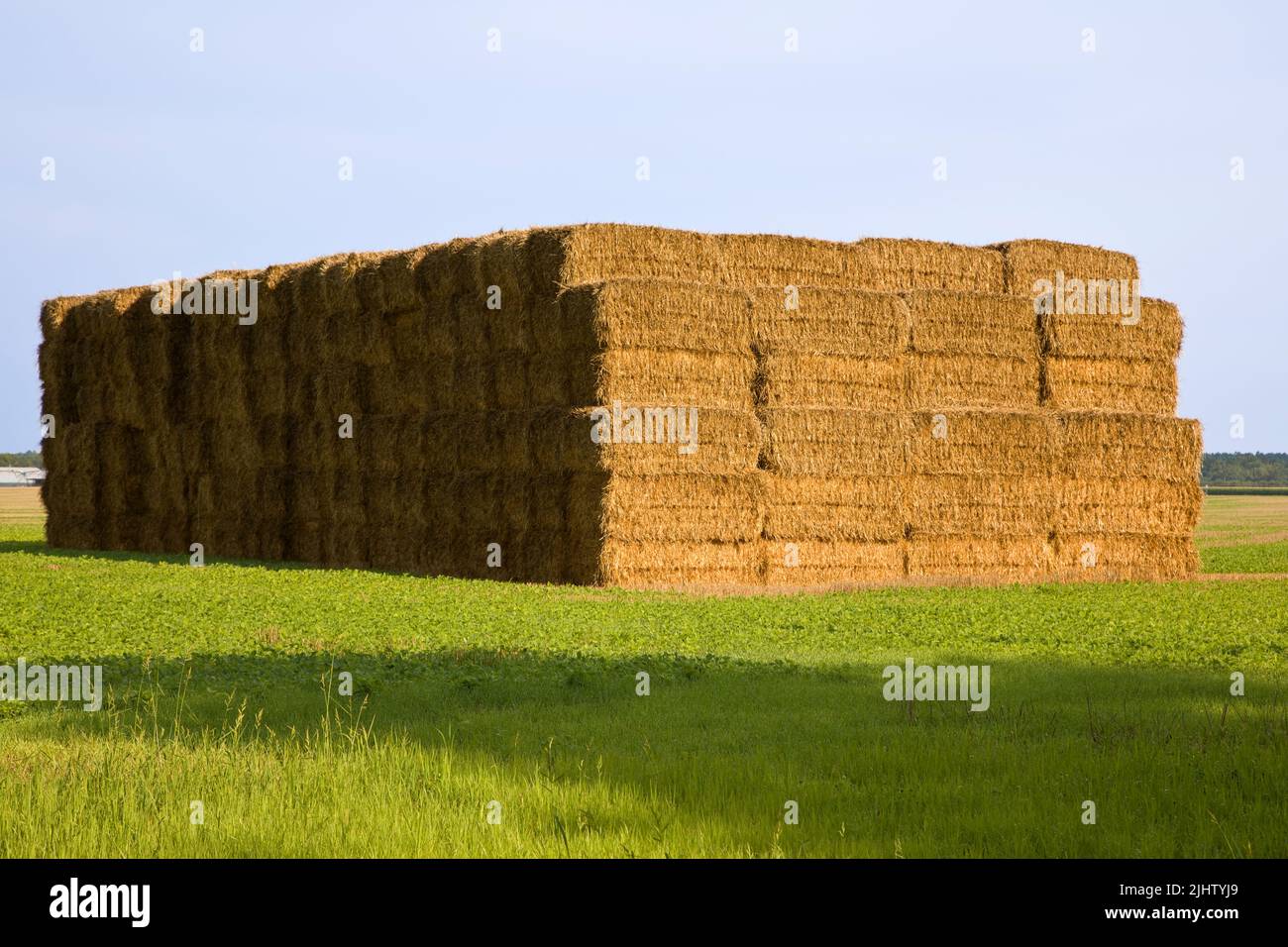 Stack of Rectangular Hay Bales of dry straw in a field outdoors. Stock Photo