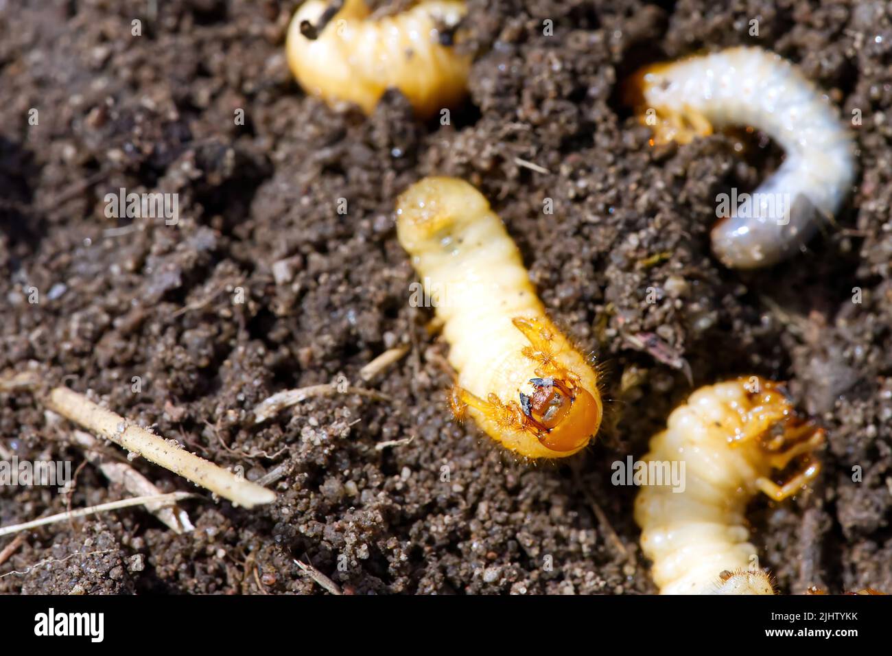 the larva of the may beetle. May Bug Melolontha Stock Photo