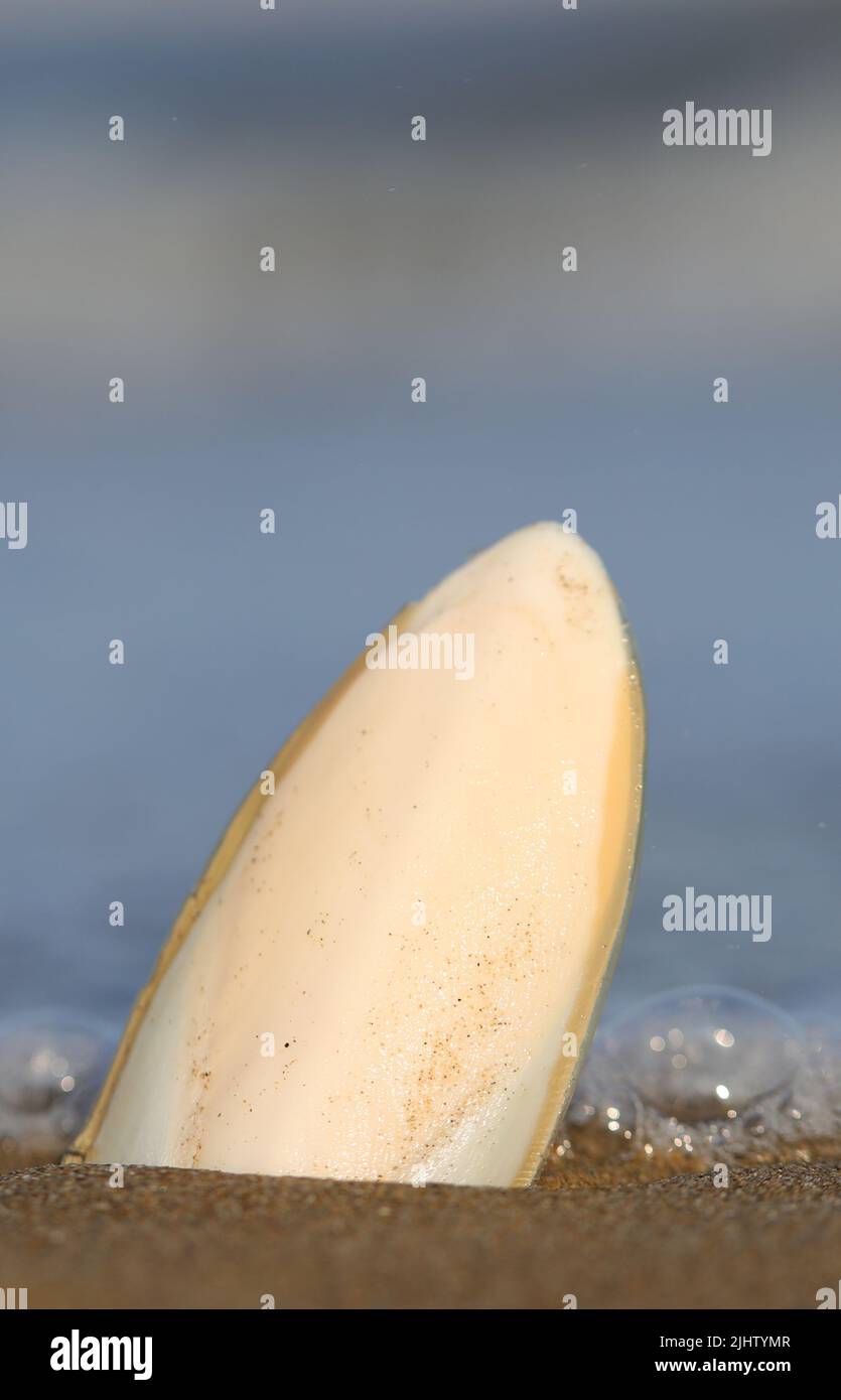 large white cuttlefish bone on the shore of the sandy beach with the blurred sea in the background Stock Photo