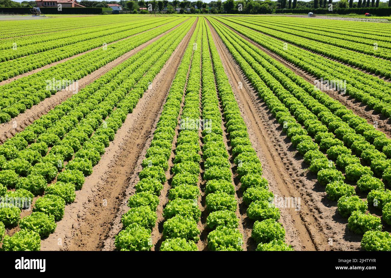 tufts of fresh green lettuce grown in the field with biological techniques without the use of chemical fertilizers with sandy soil to promote growth w Stock Photo
