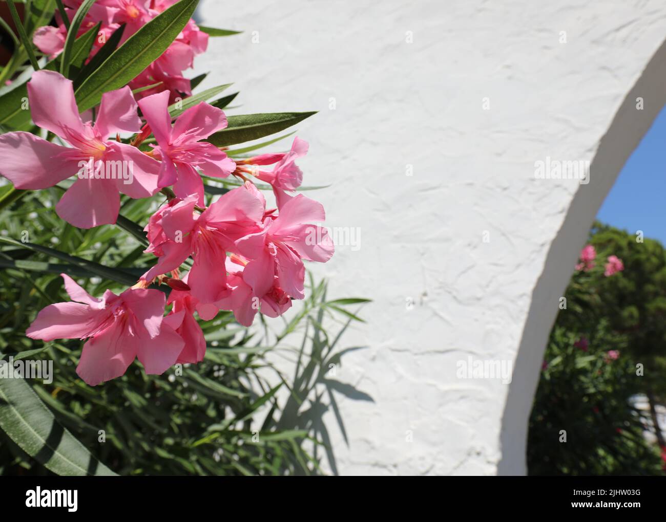 many Oleander flowers of pink color and the wall of the house in the ...