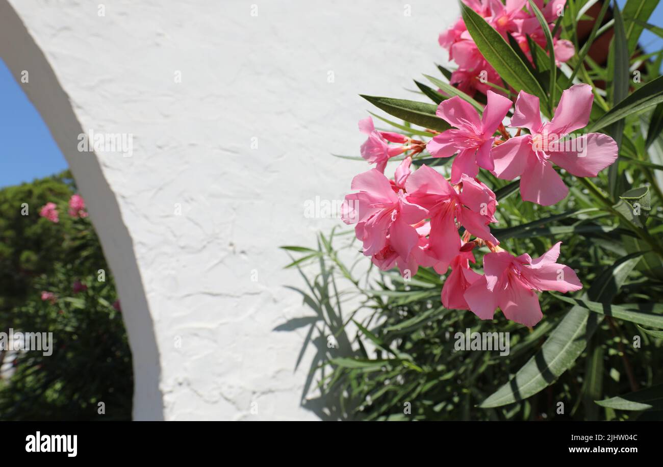Oleander flowers of pink color and the wall of the house in the ...