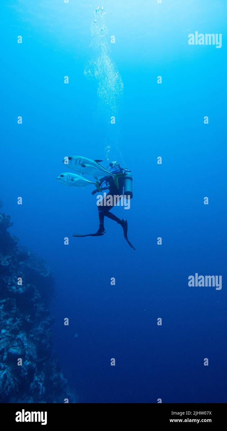 Scuba diver in the bahamas diving with jacks Stock Photo Alamy