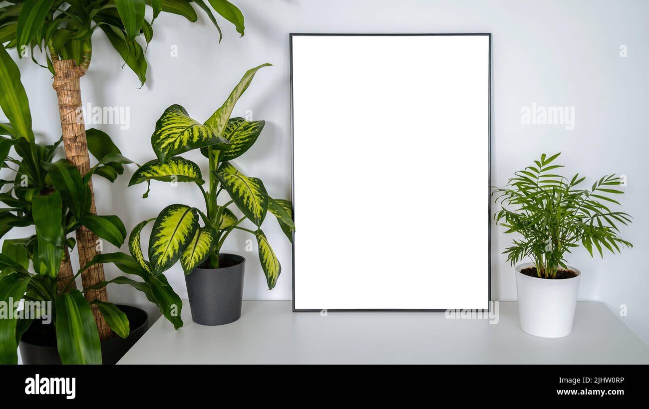 Modern panel with plant in an office room. Minimalist black frame mockup on white background for the design of advertisements. Square frame against a Stock Photo