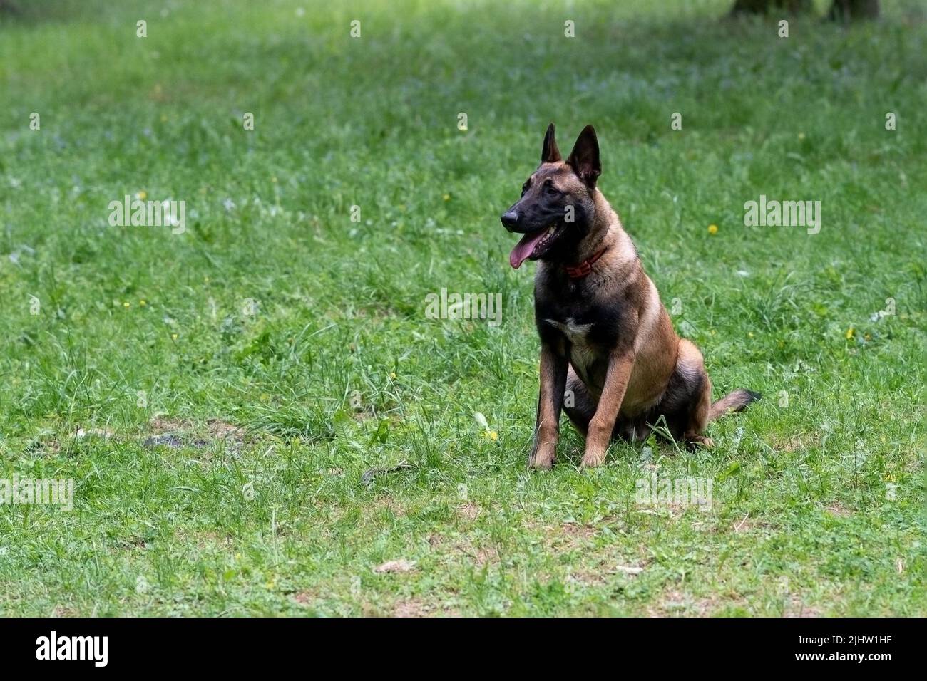 Belgian shepherd, malinois, sitting on the grass with his tongue out ...